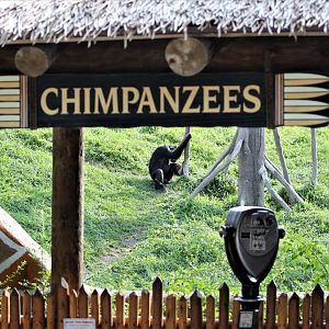Detroit Zoo - Great Apes of Harambee - Summer/Fall, 2016