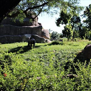 Detroit Zoo - Great Apes of Harambee - Summer/Fall, 2016