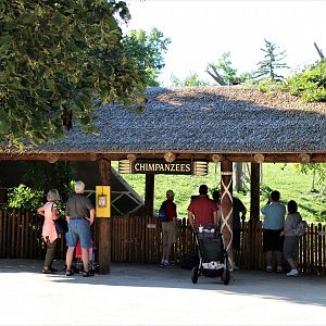 Detroit Zoo - Great Apes of Harambee - Summer/Fall, 2016