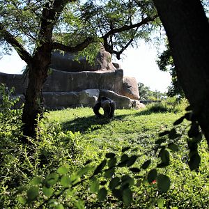 Detroit Zoo - Great Apes of Harambee - Summer/Fall, 2016