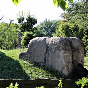Detroit Zoo - Great Apes of Harambee - Summer/Fall, 2016