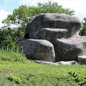 Detroit Zoo - Great Apes of Harambee - Summer/Fall, 2016