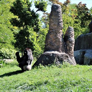 Detroit Zoo - Great Apes of Harambee - Summer/Fall, 2016