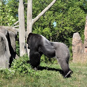 Detroit Zoo - Great Apes of Harambee - Summer/Fall, 2016