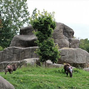Detroit Zoo - Great Apes of Harambee - Summer/Fall, 2016