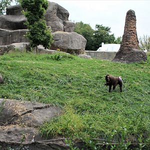 Detroit Zoo - Great Apes of Harambee - Summer/Fall, 2016