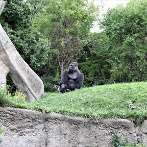 Detroit Zoo - Great Apes of Harambee - Summer/Fall, 2016