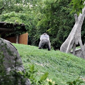 Detroit Zoo - Great Apes of Harambee - Summer/Fall, 2016