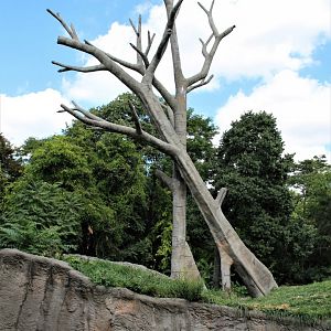 Detroit Zoo - Great Apes of Harambee - Summer/Fall, 2016