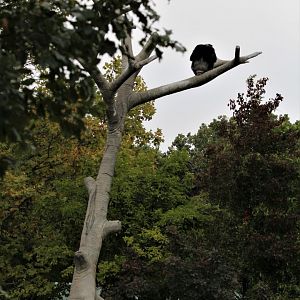 Detroit Zoo - Great Apes of Harambee - Summer/Fall, 2016