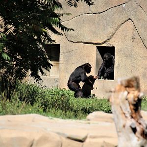 Detroit Zoo - Great Apes of Harambee - Summer/Fall, 2016