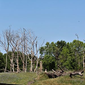 Detroit Zoo - Great Apes of Harambee - Summer/Fall, 2016