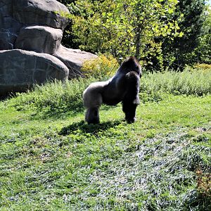 Detroit Zoo - Great Apes of Harambee - Summer/Fall, 2016