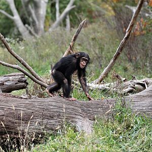 Detroit Zoo - Great Apes of Harambee - Summer/Fall, 2016