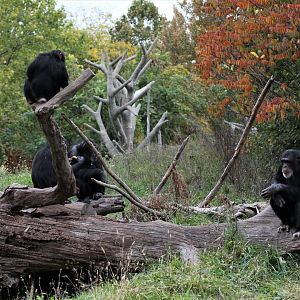 Detroit Zoo - Great Apes of Harambee - Summer/Fall, 2016