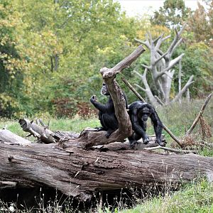 Detroit Zoo - Great Apes of Harambee - Summer/Fall, 2016