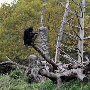Detroit Zoo - Great Apes of Harambee - Summer/Fall, 2016