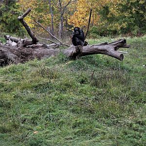 Detroit Zoo - Great Apes of Harambee - Summer/Fall, 2016