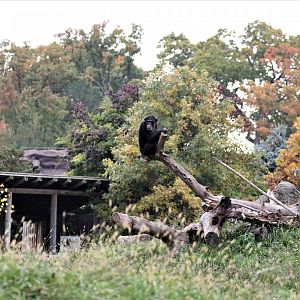 Detroit Zoo - Great Apes of Harambee - Summer/Fall, 2016