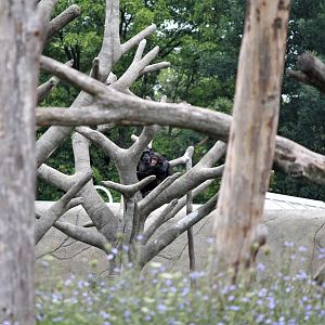 Detroit Zoo - Great Apes of Harambee - Summer/Fall, 2016