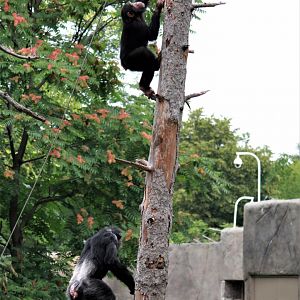Detroit Zoo - Great Apes of Harambee - Summer/Fall, 2016
