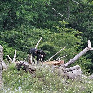 Detroit Zoo - Great Apes of Harambee - Summer/Fall, 2016