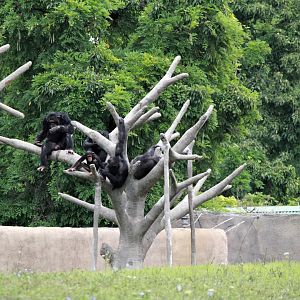Detroit Zoo - Great Apes of Harambee - Summer/Fall, 2016