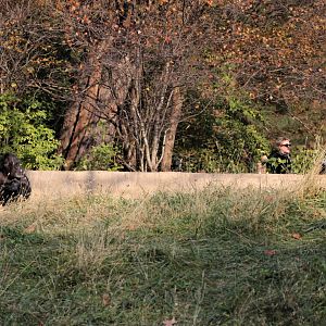 Detroit Zoo - Great Apes of Harambee - Summer/Fall, 2016