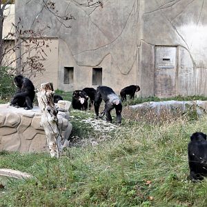 Detroit Zoo - Great Apes of Harambee - Summer/Fall, 2016