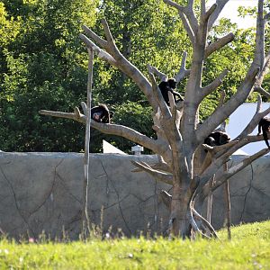 Detroit Zoo - Great Apes of Harambee - Summer/Fall, 2016