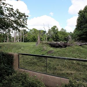 Detroit Zoo - Great Apes of Harambee - Summer/Fall, 2016