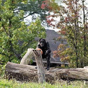 Detroit Zoo - Great Apes of Harambee - Summer/Fall, 2016