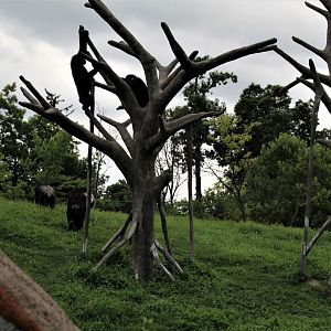 Detroit Zoo - Great Apes of Harambee - Summer/Fall, 2016