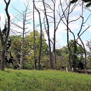 Detroit Zoo - Great Apes of Harambee - Summer/Fall, 2016