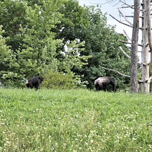 Detroit Zoo - Great Apes of Harambee - Summer/Fall, 2016