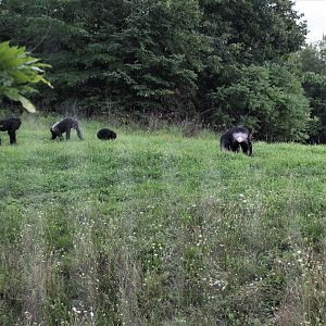 Detroit Zoo - Great Apes of Harambee - Summer/Fall, 2016