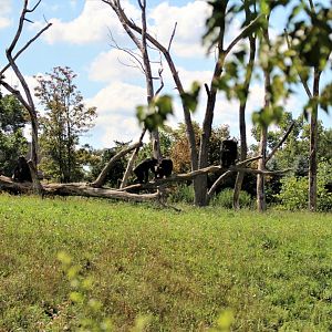 Detroit Zoo - Great Apes of Harambee - Summer/Fall, 2016
