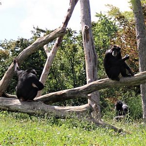 Detroit Zoo - Great Apes of Harambee - Summer/Fall, 2016