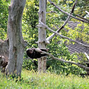 Detroit Zoo - Great Apes of Harambee - Summer/Fall, 2016