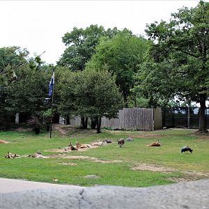 Detroit Zoo - Australian Outback Adventure - Summer, 2016