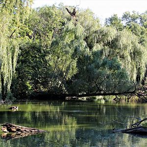Detroit Zoo - Lake Pierson - Summer, 2016