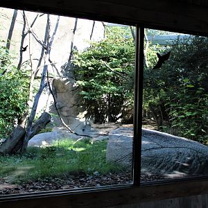 Detroit Zoo - Lemur enclosure - Summer, 2016