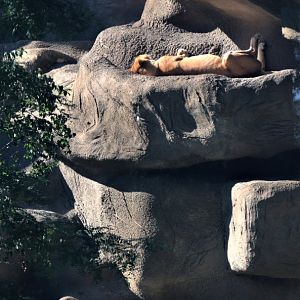 Detroit Zoo - African Lion enclosure - Summer, 2016