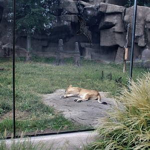 Detroit Zoo - African Lion enclosure - Summer, 2016