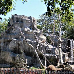 Detroit Zoo - Japanese Macaque habitat - Summer, 2016
