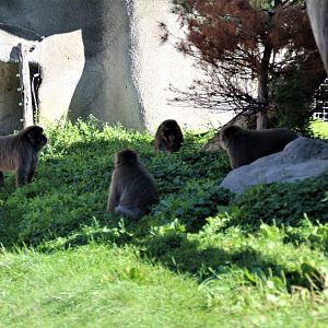 Detroit Zoo - Japanese Macaque habitat - Summer, 2016