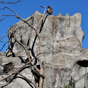 Detroit Zoo - Japanese Macaque habitat - Summer, 2016