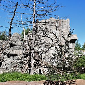 Detroit Zoo - Japanese Macaque habitat - Summer, 2016