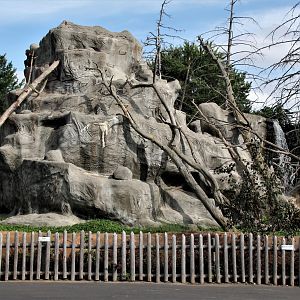 Detroit Zoo - Japanese Macaque habitat - Summer, 2016