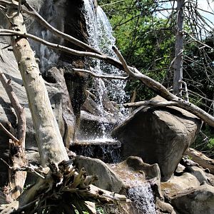 Detroit Zoo - Japanese Macaque habitat - Summer, 2016